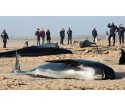Les baleines meurent de faim, leurs estomacs pleins de nos déchets plastiques