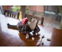 Les chats en kimono à la mode au Japon